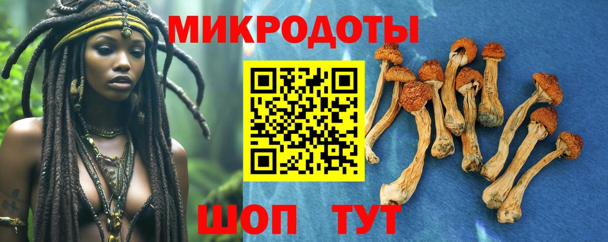 Галлюциногенные грибы Psilocybine cubensis Орск
